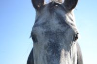 Carlshof Jade Pensionsstall alt-oldenburger pferd ostriese pferd