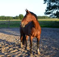 Carlshof Jade -oPensionsstall alt-oldenburger pferd ostfriesen pferd